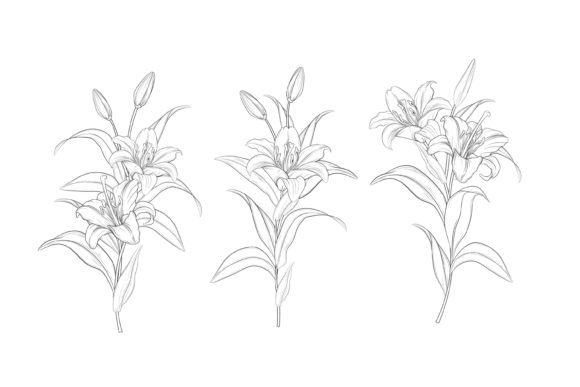 Download Hand Drawn Floral Illustrations Graphic - Hand drawn floral Collection